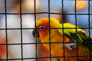 Yellow and orange parrot in a cage at public park, In the zoo of the city.