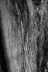 Abstract texture of tree