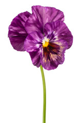 viola flower isolated