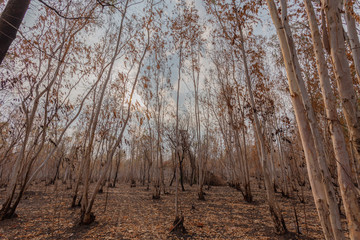 Dry trees in the forest