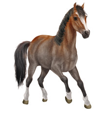 Fototapeta premium cheval, animal, couleur rare, robe gris brun , trois quart étalon, noir, ferme, brun, poulain, mammifère, jument, chevalin, galop, poney, courir, debout, course, amoureux des chevaux, crin, nature, f