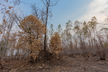 Dry trees in the forest