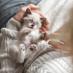 Kitten playing with man