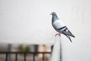 pigeon sitting on a handrail