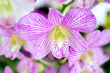 Close-up beautiful white and purple orchids flower (Dendrobium) in tropical botanic garden. White...