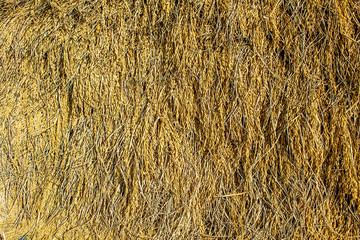 Paddy rice in Thailand,background, Sticky Rice Paddy.