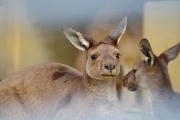 Fototapeta premium 変な顔のカンガルー