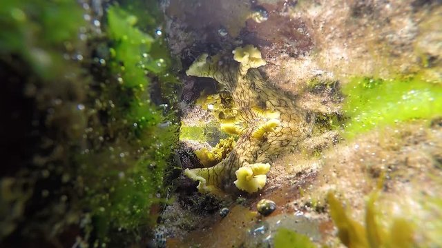 Slow motion video of a Sea Hare entering a ocean rock pool to graze on the soft fresh seaweed