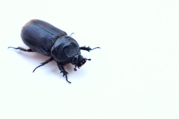 beetle isolated on white background