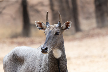 Portrait of a mammal call Nilgai