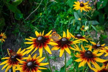 Monarch butterfly sits on a rudbeckia flower. Rudbeckia flower and butterfly