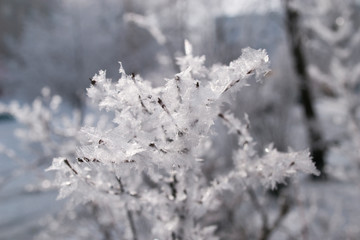 Красивый зимний  пейзаж в лесах и парках 