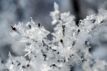 Красивый зимний  пейзаж в лесах и парках 