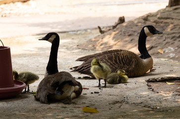 The goose family is resting with children.