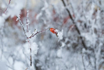 Красивый зимний  пейзаж в лесах и парках 