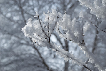 Красивый зимний  пейзаж в лесах и парках 