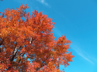 トウカエデ　木　紅葉　秋　日本　