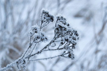Красивый зимний  пейзаж в лесах и парках 