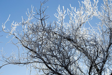 Красивый зимний  пейзаж в лесах и парках 