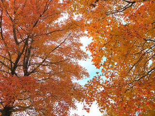 トウカエデ　木　紅葉　秋　日本　