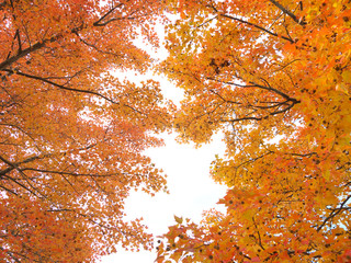 トウカエデ　木　紅葉　秋　日本　