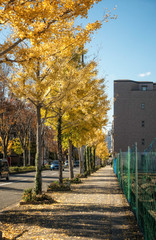 京都、北山通りの銀杏並木と松ヶ崎の街の風景です
