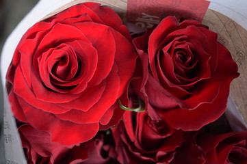 close up of red rose for background 