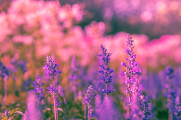 Obraz premium Selective soft focus of Beautiful salvia farinacea flower field in outdoor garden. Blue Salvia flower blooming in the spring garden. Colorful purple flowers plant of Victoria blue. Violet background.