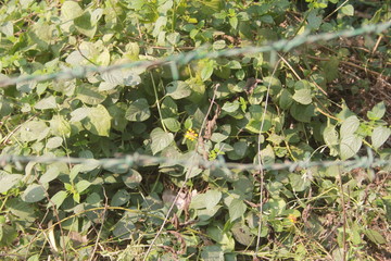 grapes in the vineyard
