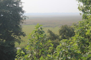 forest and lake