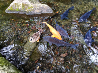 a scenery where ducks, carps and freshwater fish nestle together. This pond is located in Hino City, Tokyo, Japan.