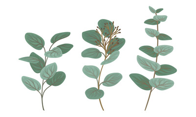 Eucalyptus Branches with Leaves Vector Set. Botanical Design Elements