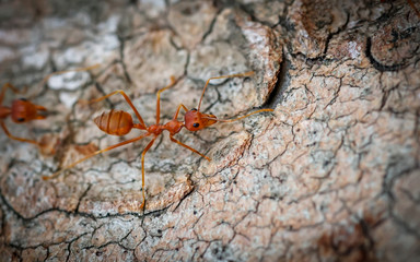 Ants behavior Red ants walking on trees