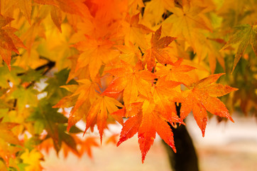 Naklejka na ściany i meble Autumn foliage