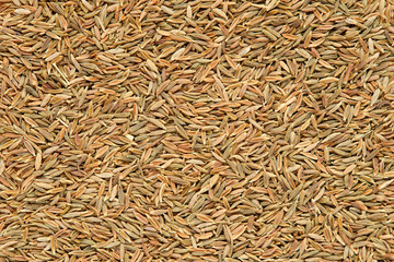 cumin seeds background