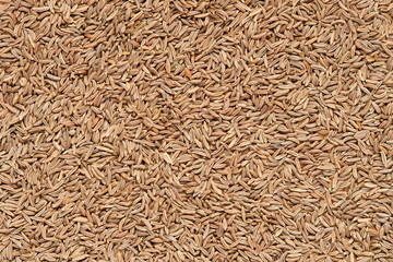 caraway seed background