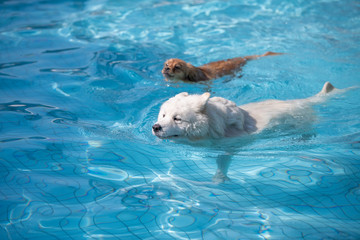 Samoyed dog swimming with another puppy