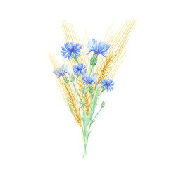 Watercolor bouquet of blue cornflower and golden spikelet. A simple field bouquet will fit perfectly into your design for invitations, cards, scrapbooking and other creative projects.