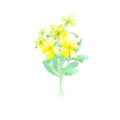 Watercolor cute, romantic bouquet of celandine and calendula meadow flowers. A bright bouquet is perfect for decorating invitations, cards and other paper products and more.