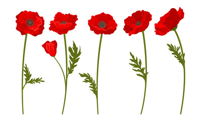 Red Poppy Flowers on Stems Vector Set. Botanical Floral Concept