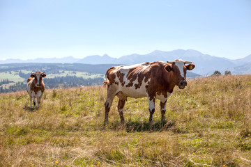 Fototapeta na wymiar cow on the field