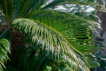 Obraz na płótnie Canvas Large spreading palm leaf permeated with sunlight. Dreams of beach holiday. Selective focus