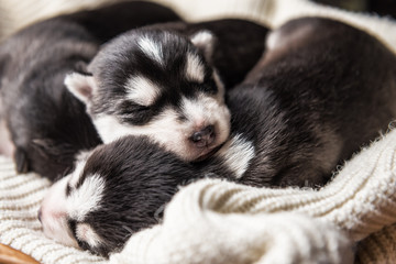 sleeping newborne husky puppies