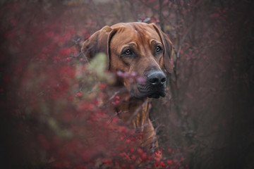 Close up portrait of a beautiful rhodesian ridgeback dog on the nature background. - 309136643