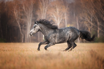 Beautiful horse running on the autumn meadow - 309136832