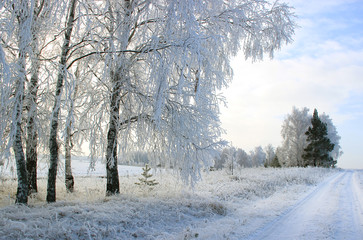Along the country road forest strip covered with frost.