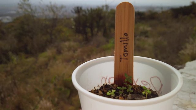 Thyme Seedling or Tomillo in spanish a low-growing aromatic plant of the mint family. The small leaves are used as a culinary herb, and the plant yields a medicinal oil.