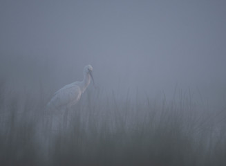 Eurasian spoonbill ( Platalea leucorodia)