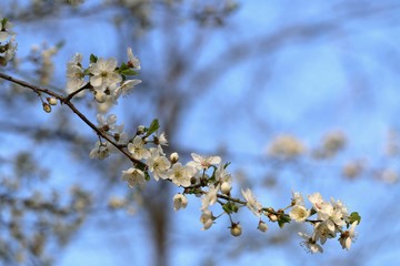 Spring seasonCherry flowers . Spring time. Flowering branches of cherry. Delicate spring flowering background.