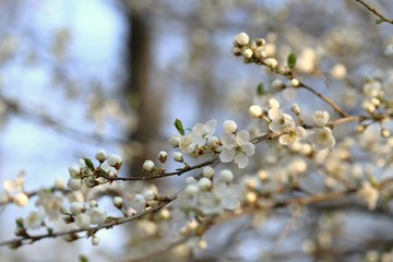 Spring .Cherry flowers close-up. Spring time. Flowering branches of cherry. Delicate spring flowering 